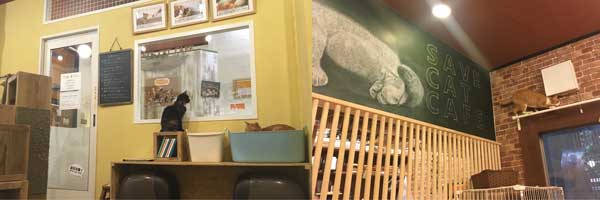 SAVE CAT CAFE 素敵な内装
